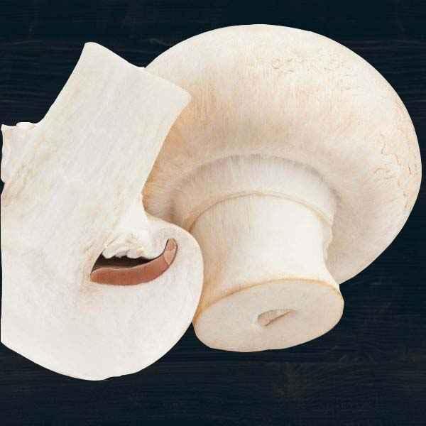 16. Champignon